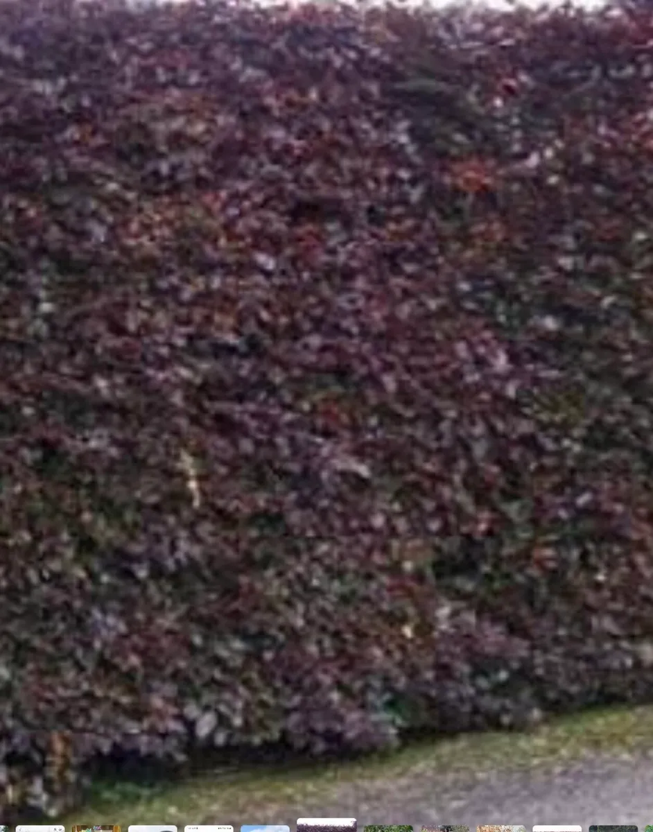 Bareroot copper beech for sale
