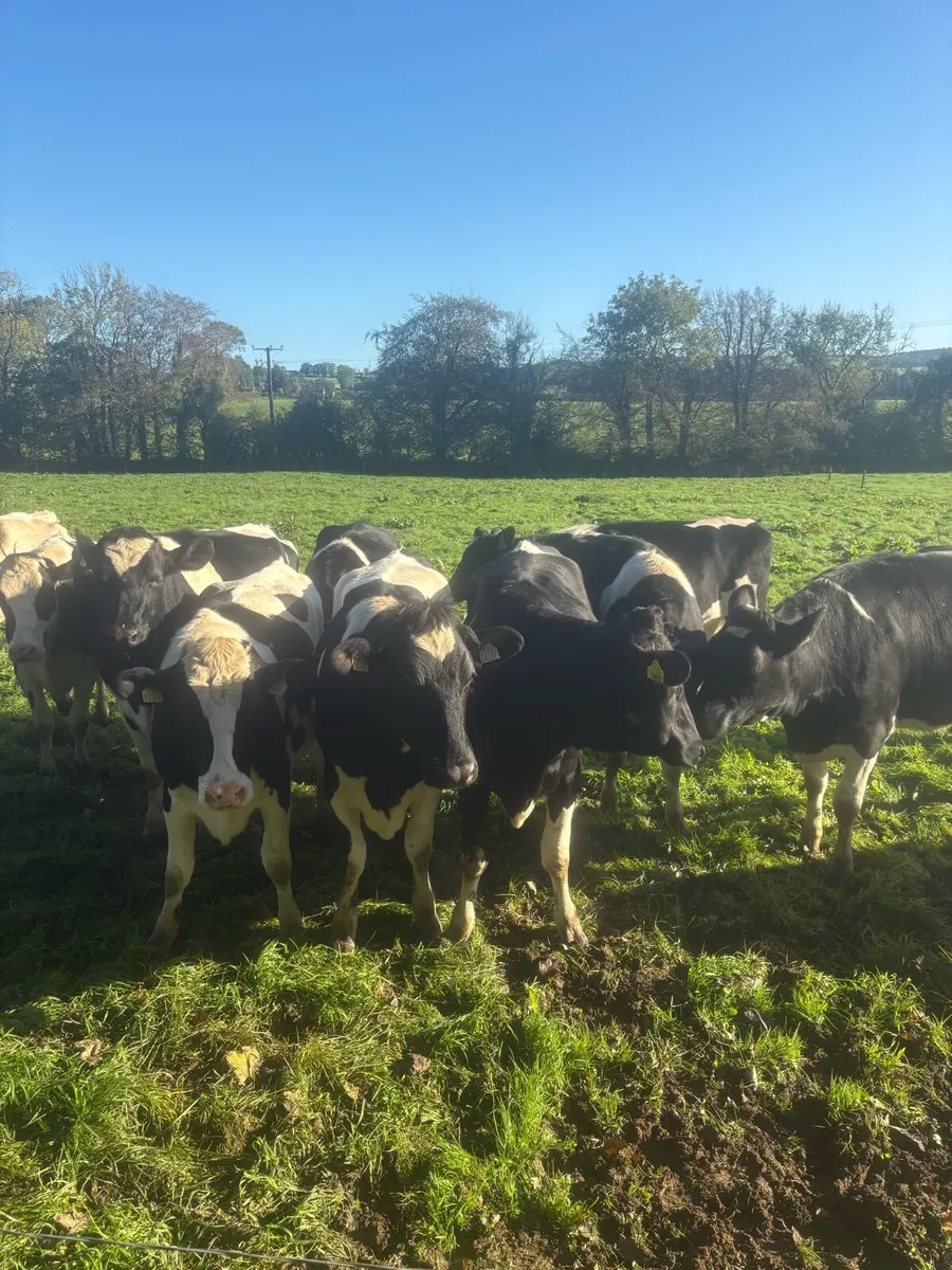 For sale pedigree in calf friesian heifers - Image 4