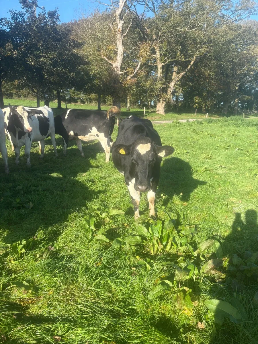 For sale pedigree in calf friesian heifers - Image 1