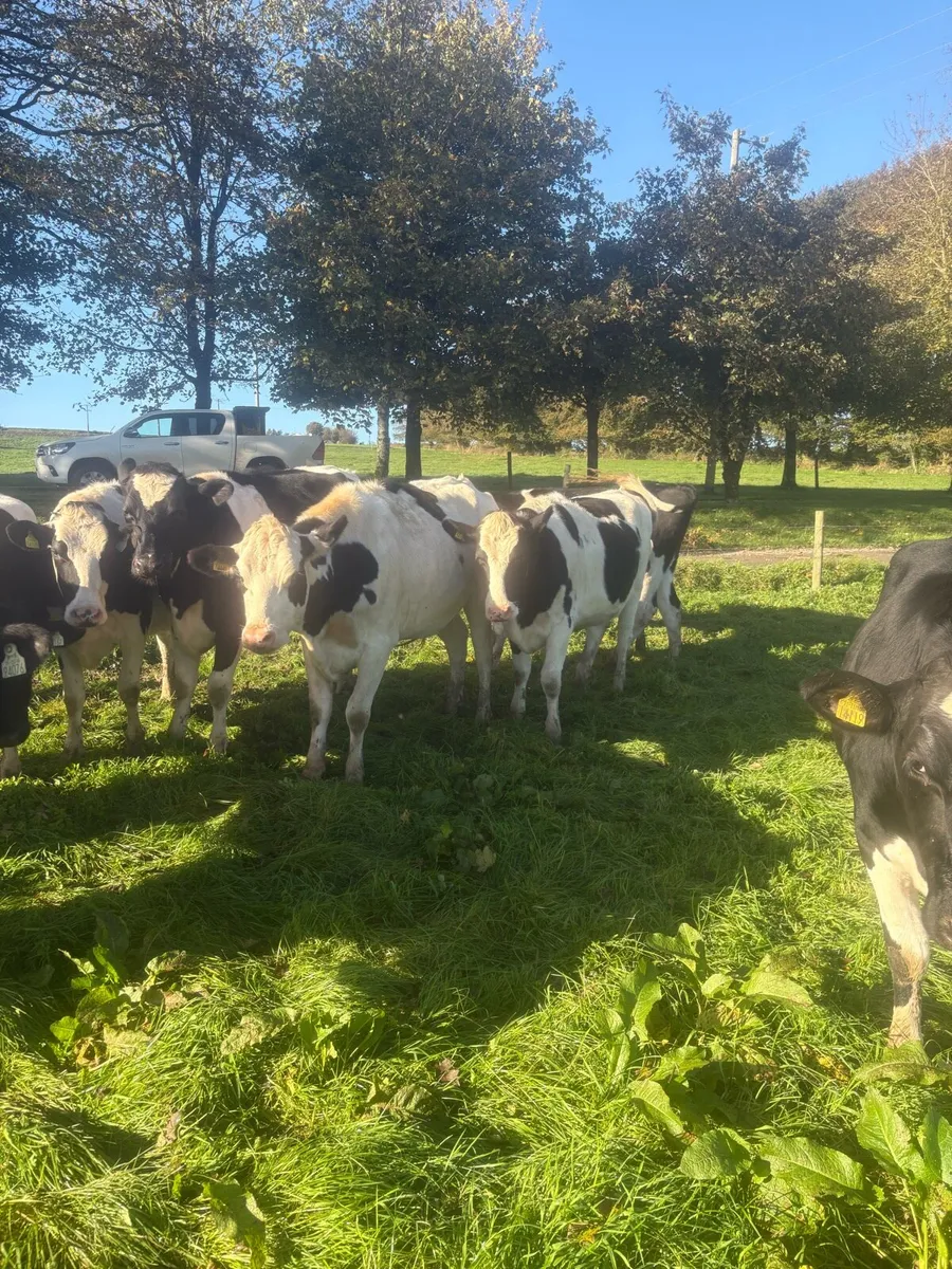For sale pedigree in calf friesian heifers - Image 2