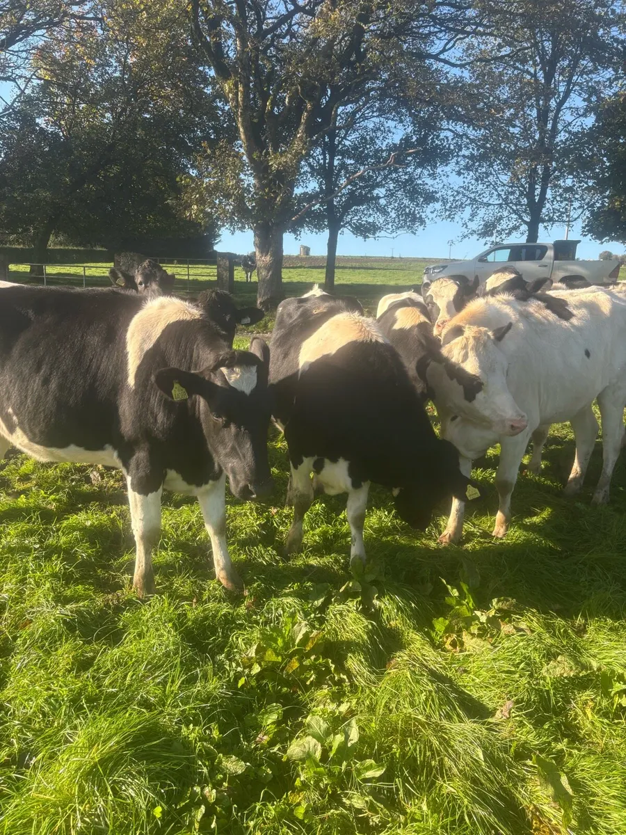 For sale pedigree in calf friesian heifers - Image 3