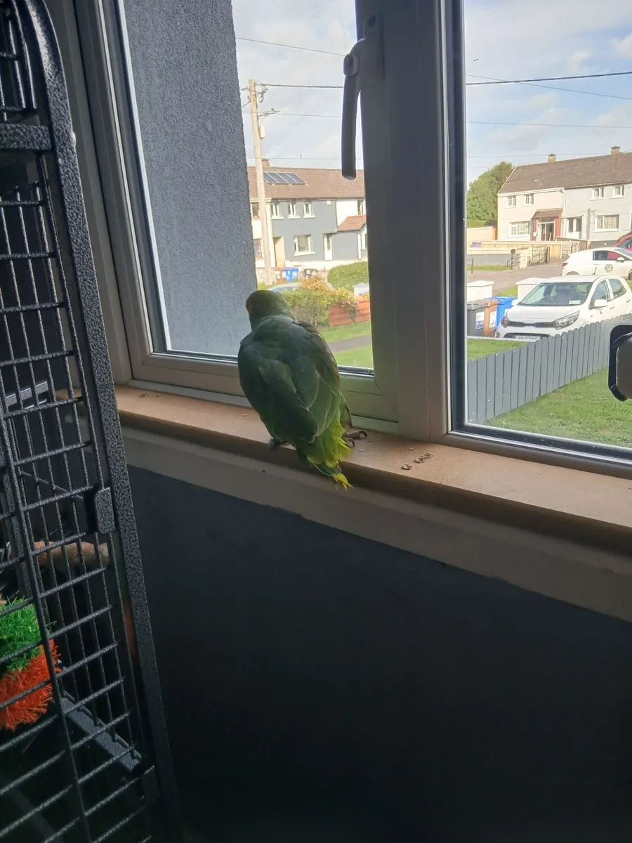 Parrot - Image 2