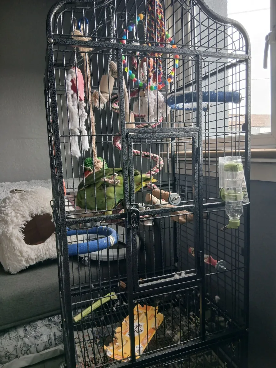 Parrot - Image 3