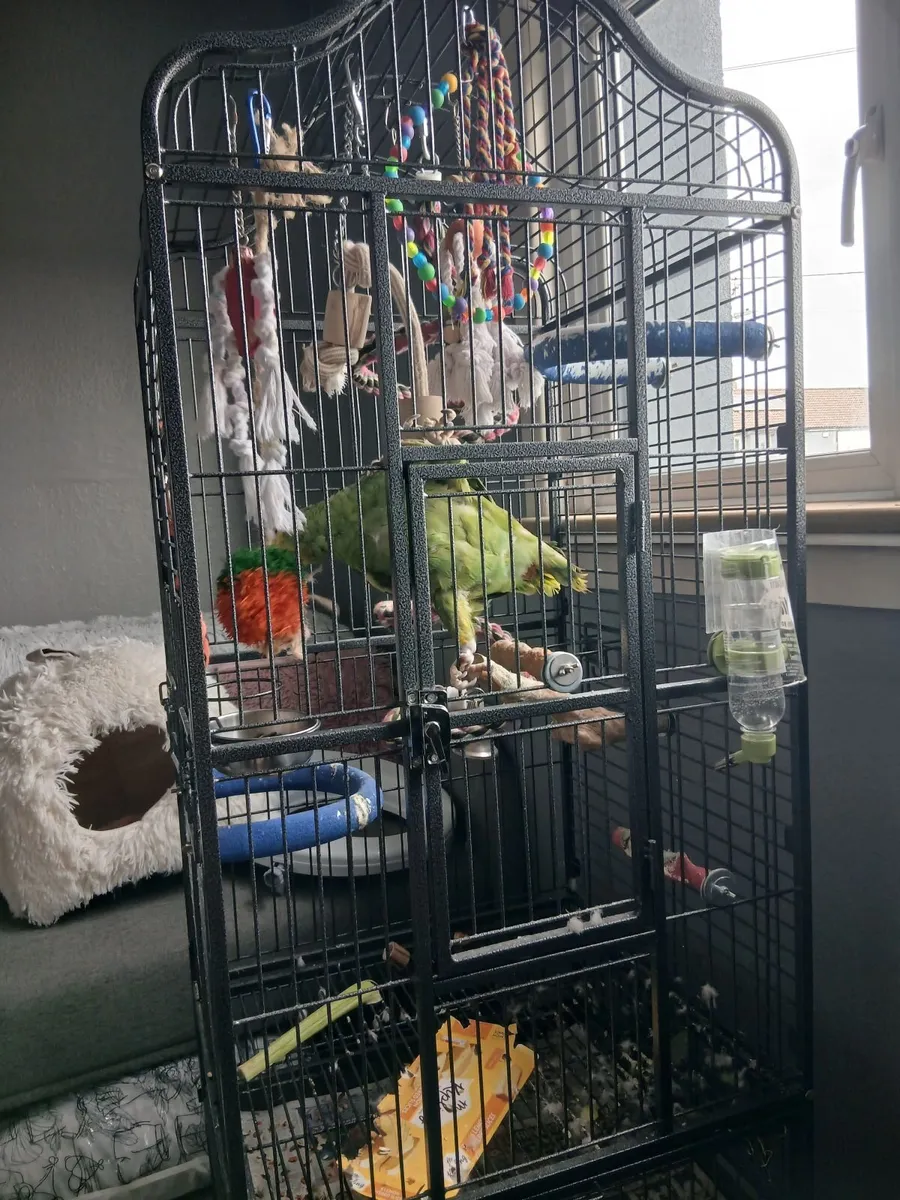 Parrot - Image 4