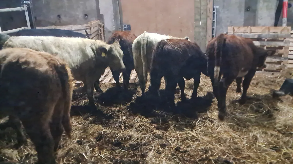 Organic weanlings - Image 2