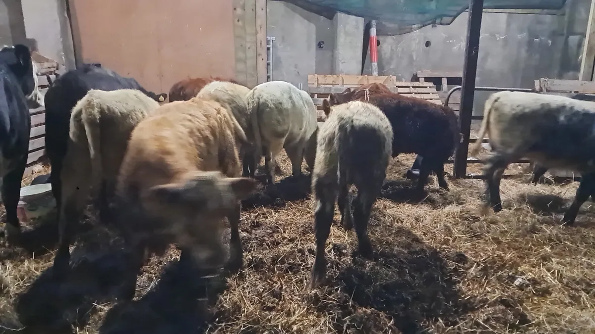 Organic weanlings - Image 3