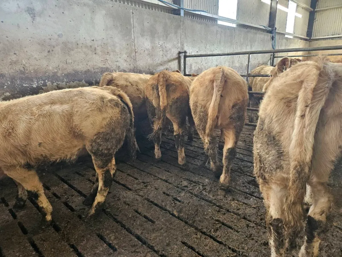 22 charolais weanling heifers - Image 4