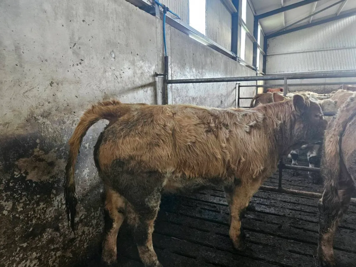 22 charolais weanling heifers - Image 1