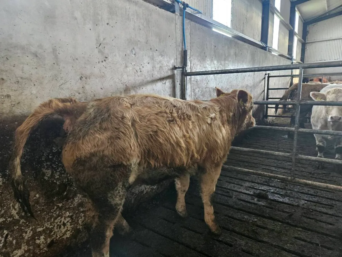 22 charolais weanling heifers - Image 2