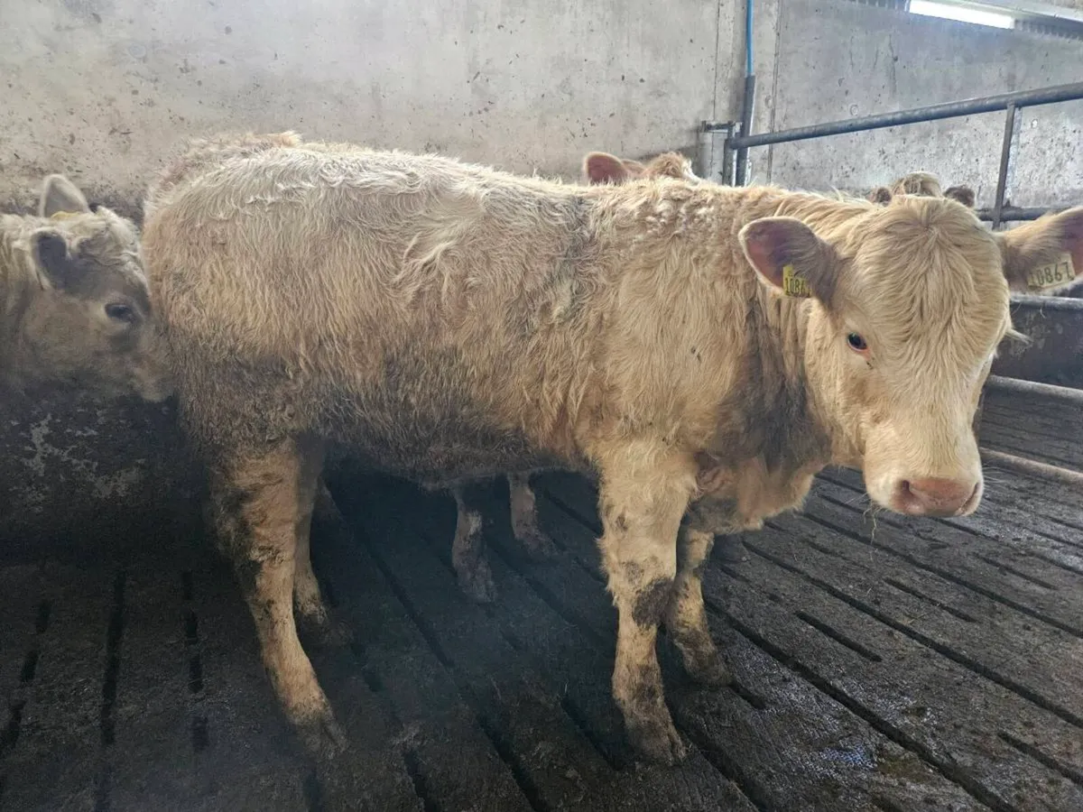22 charolais weanling heifers - Image 3