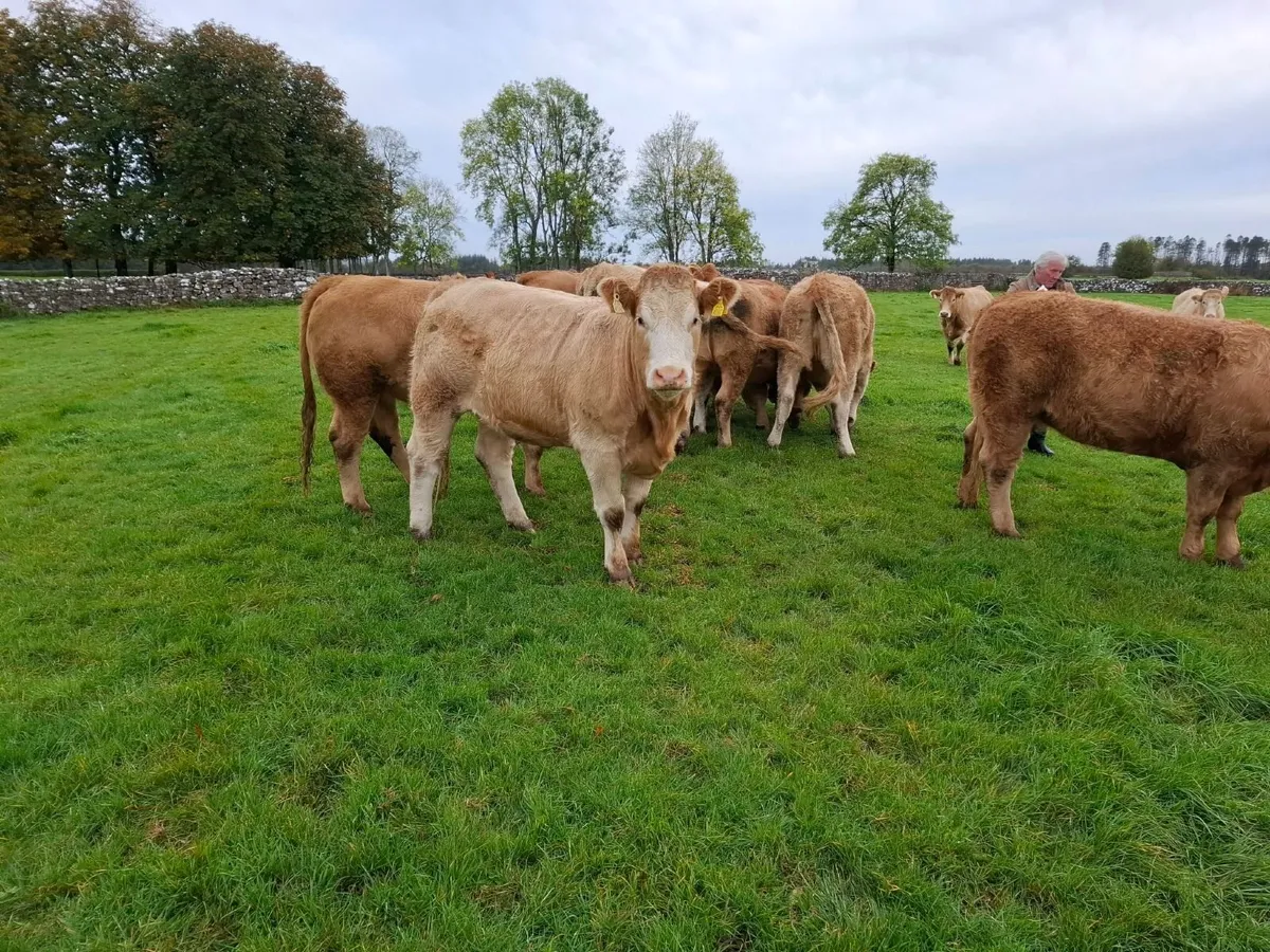 Super Heifers - Roscommon Mart Friday 23rd October - Image 2
