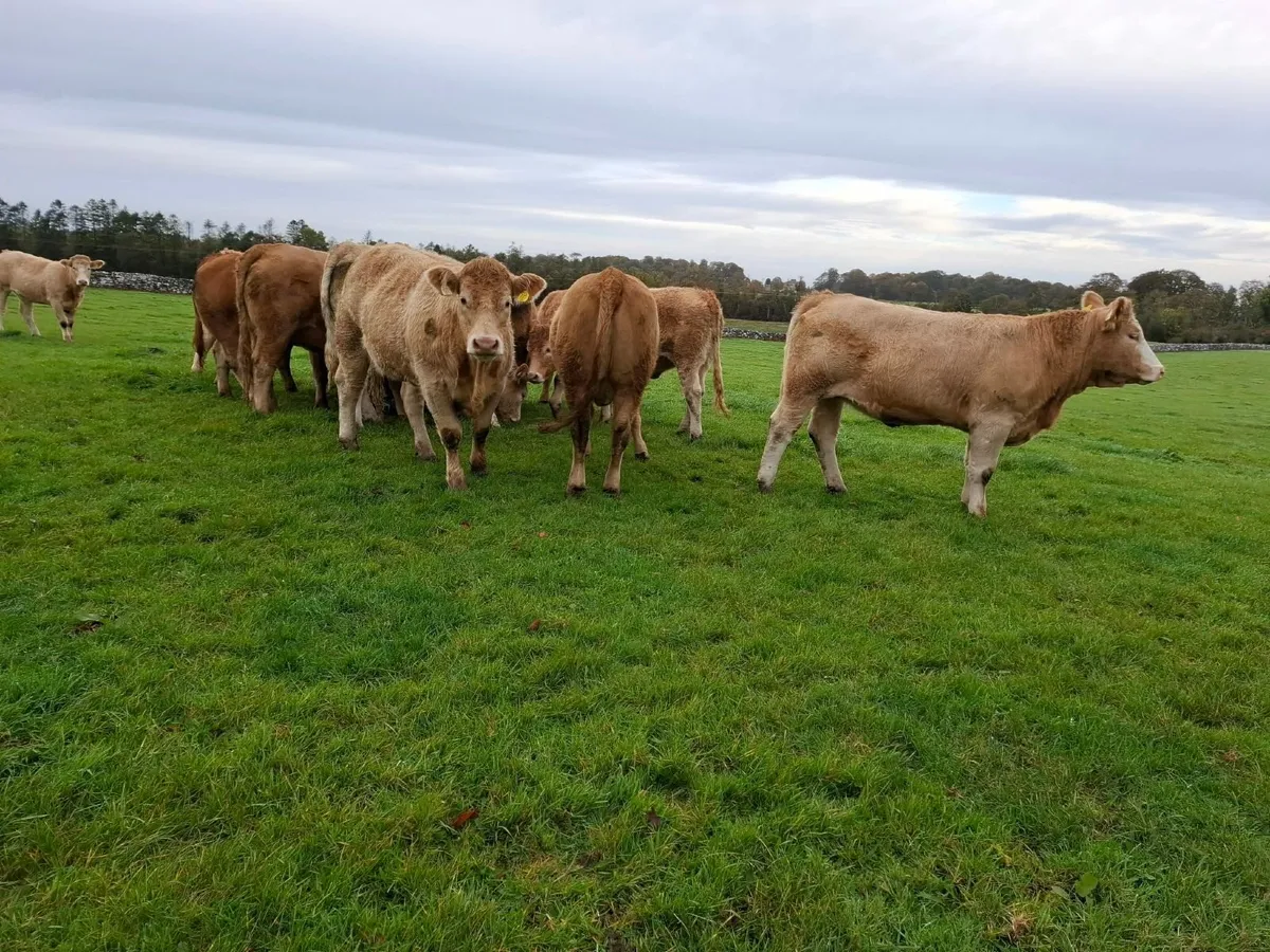 Super Heifers - Roscommon Mart Friday 23rd October - Image 3