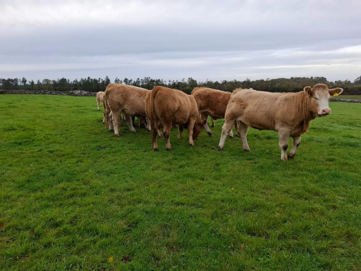 Super Heifers - Roscommon Mart Friday 23rd October - Image 4