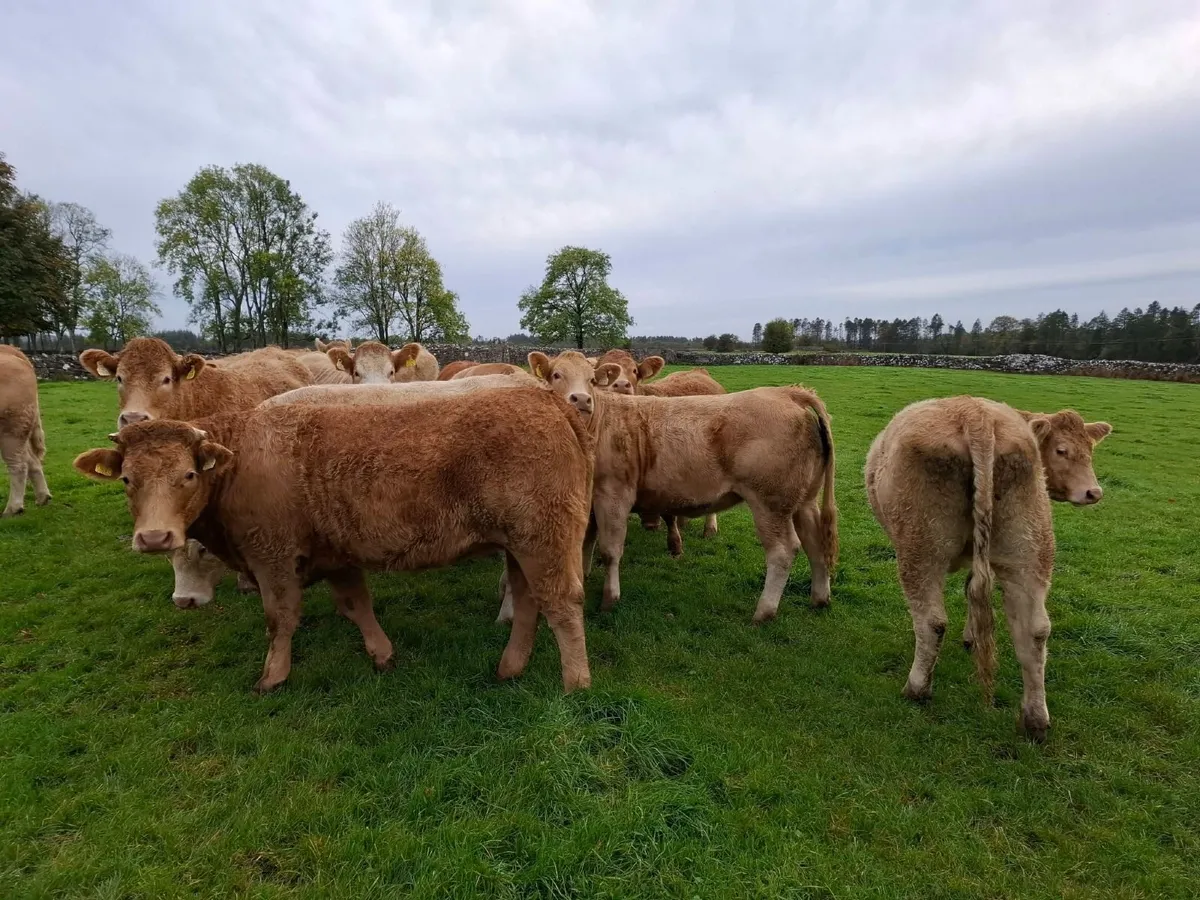 Super Heifers - Roscommon Mart Friday 23rd October - Image 1