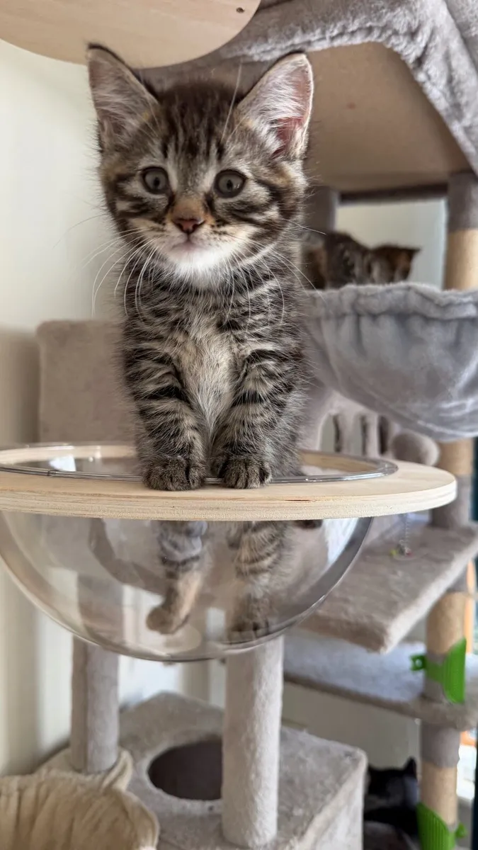 Kittens - Image 2