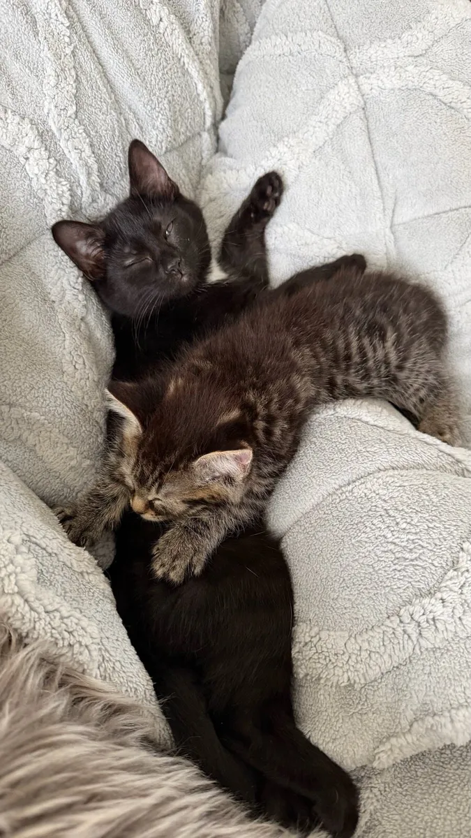 Kittens - Image 3