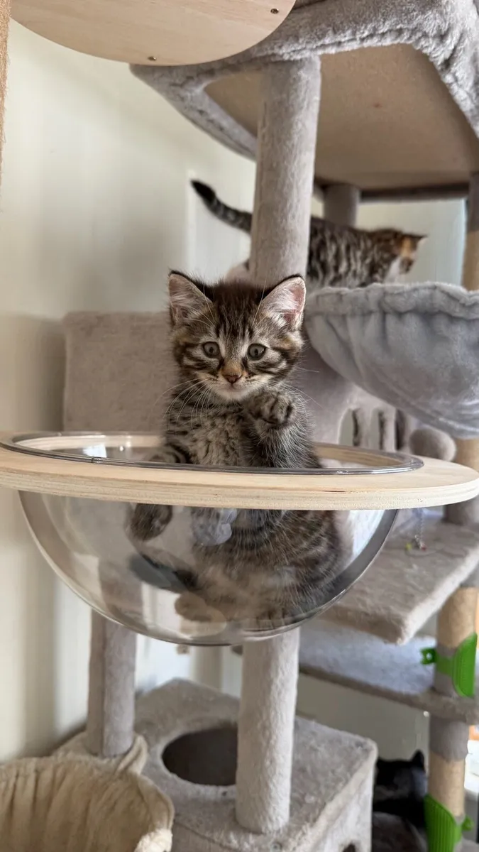 Kittens - Image 1