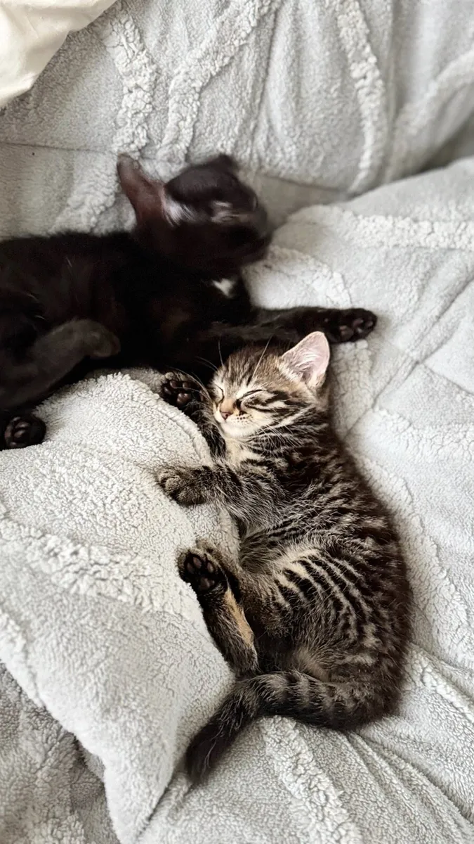 Kittens - Image 4