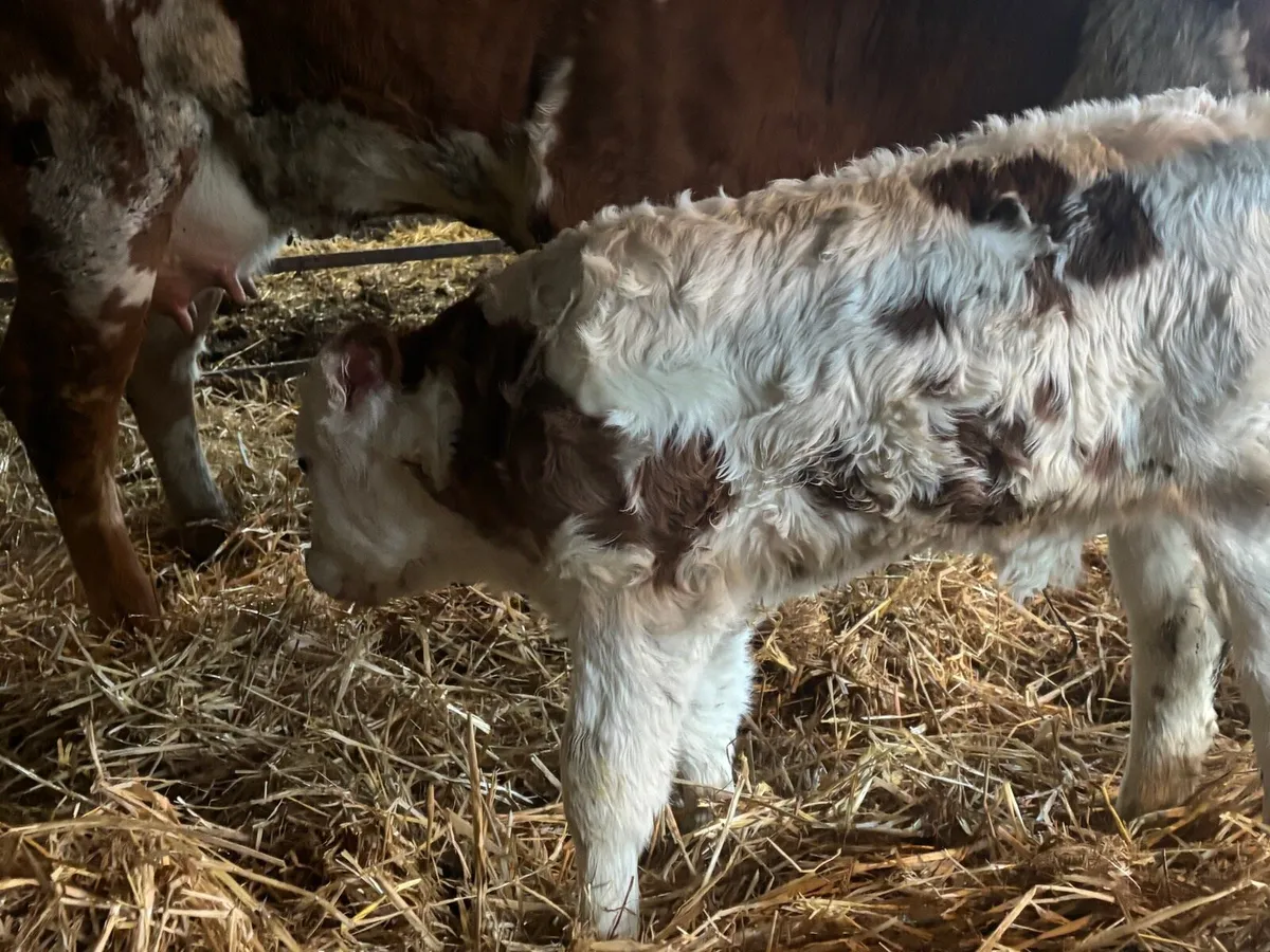 Simmental cow with calf at foot. - Image 2