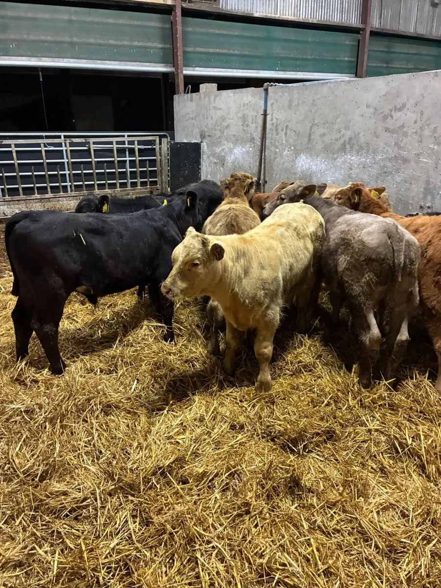 Beef bred bulls - Image 1