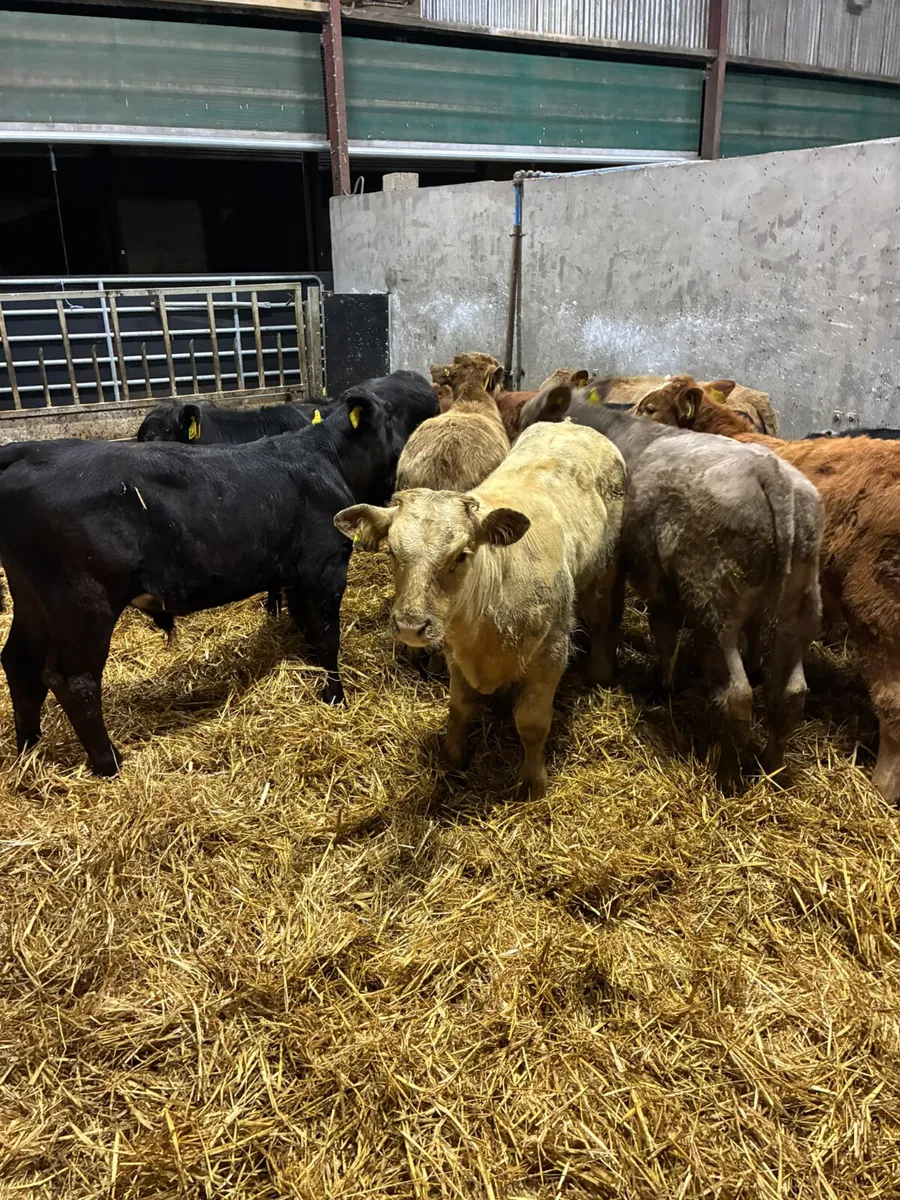 Beef bred bulls - Image 4