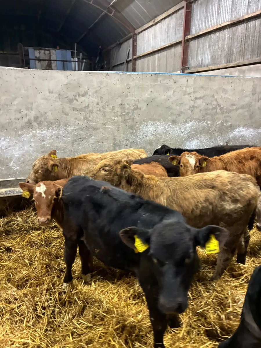 Beef bred bulls - Image 2