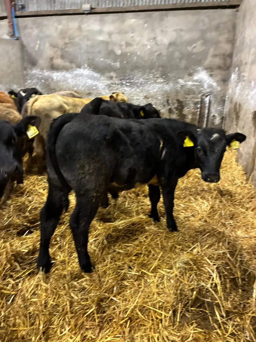 Beef bred bulls - Image 3