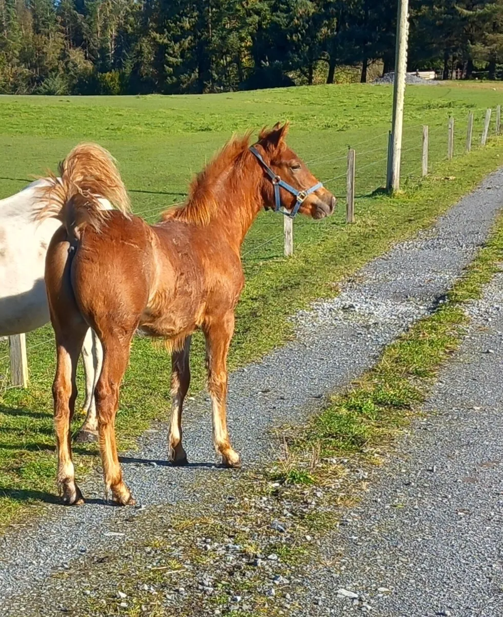 Ponies - Image 1