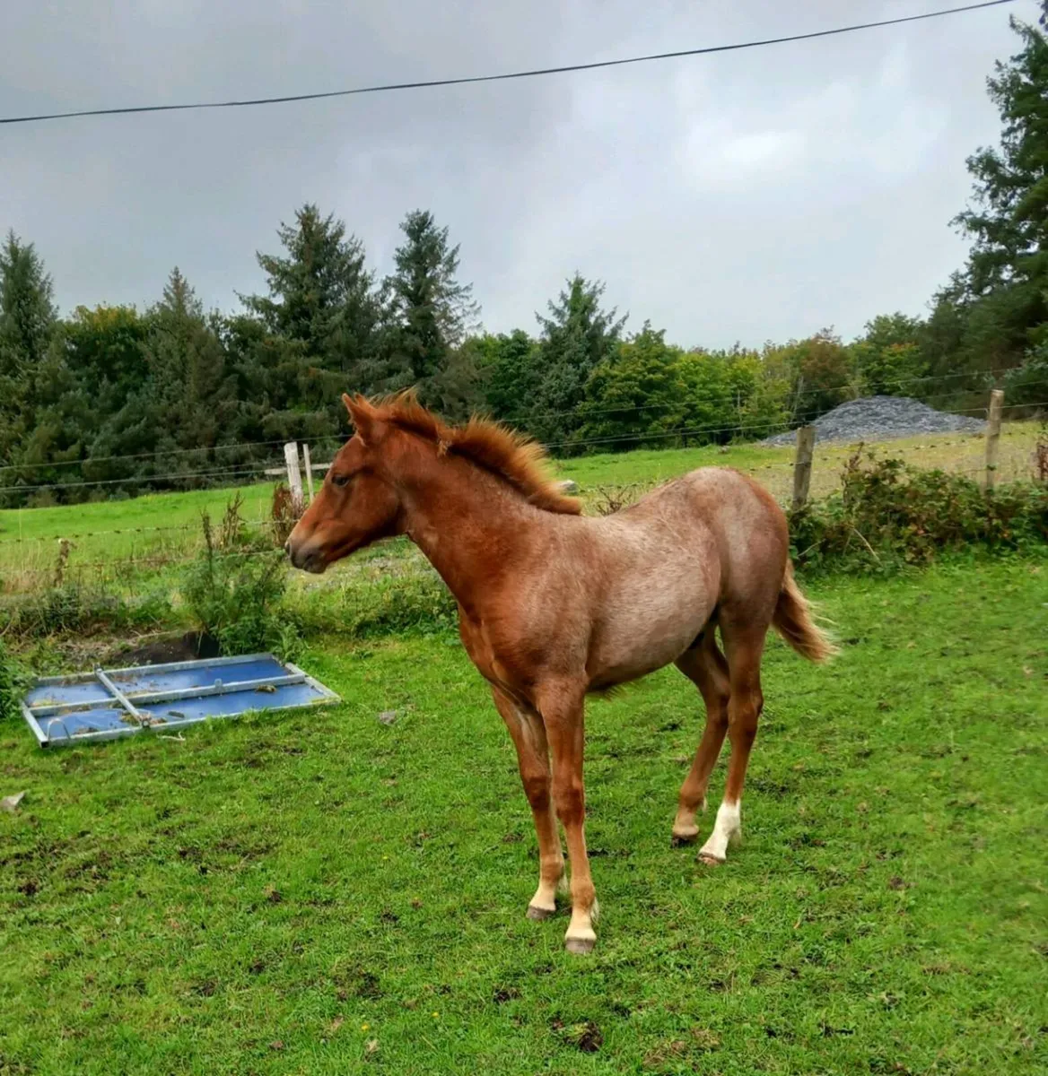 Ponies - Image 2