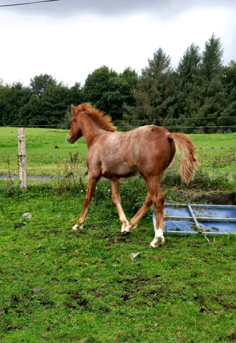 Ponies - Image 3