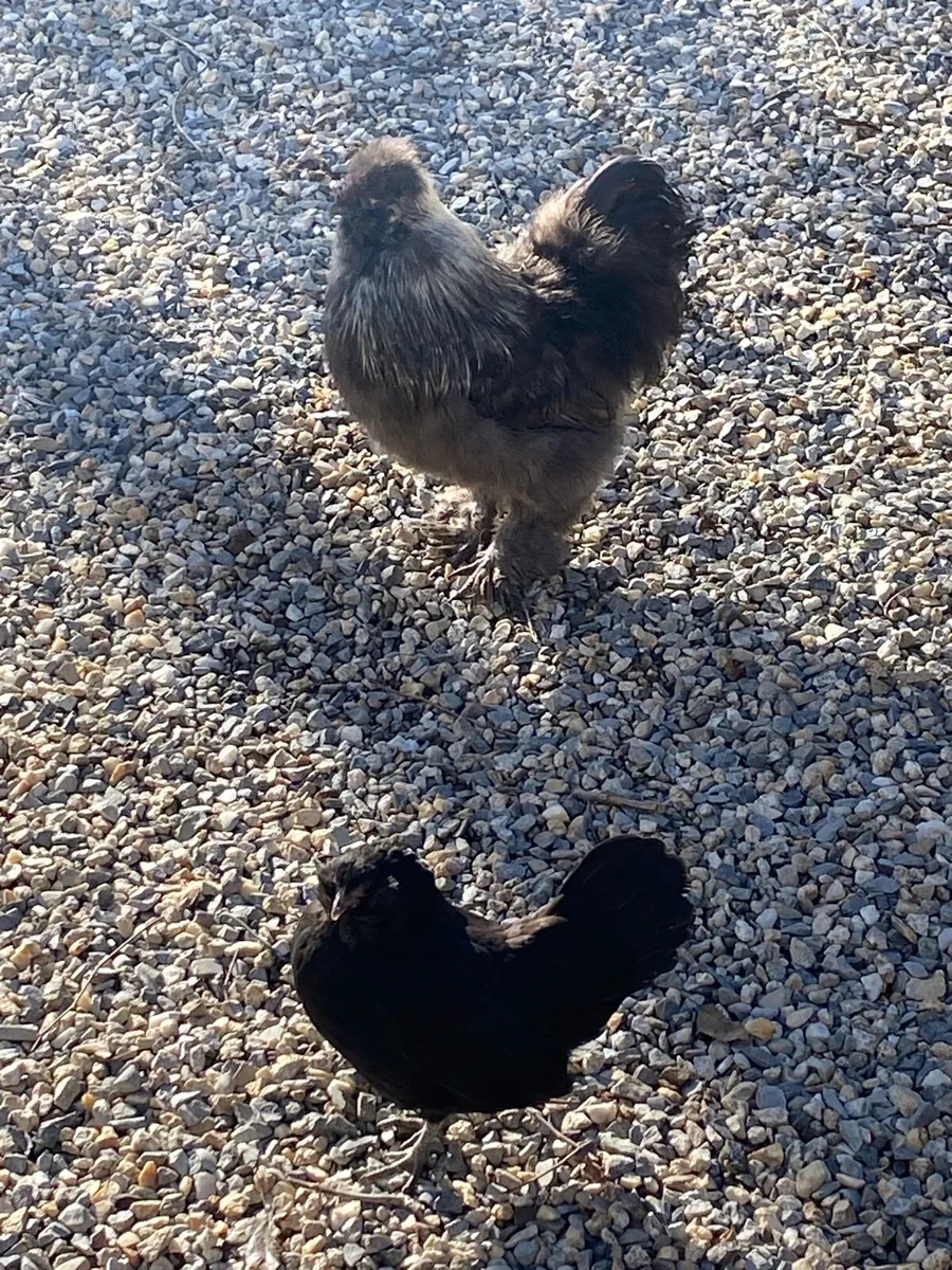 Silkie Hens and other breeds of chickens - Image 4