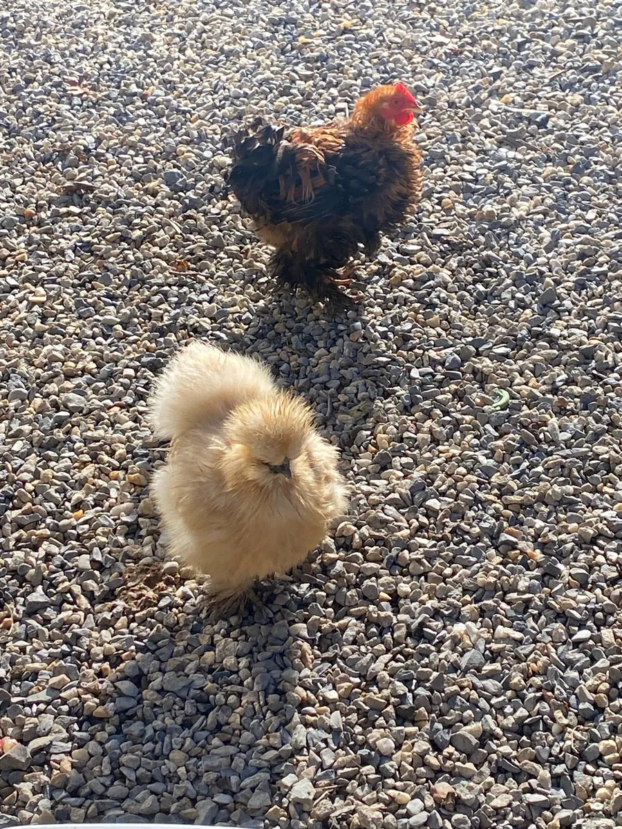 Silkie Hens and other breeds of chickens - Image 3
