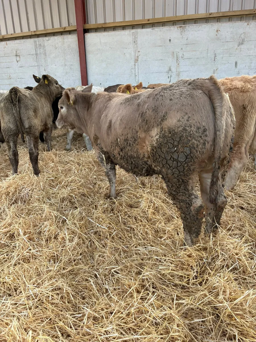 Charolais and lim heifers - Image 4