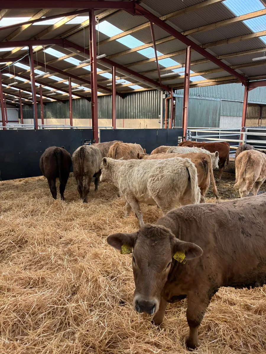 Charolais and lim heifers - Image 3