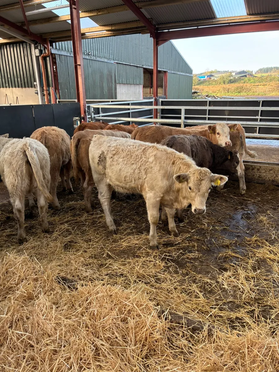 Charolais and lim heifers - Image 2