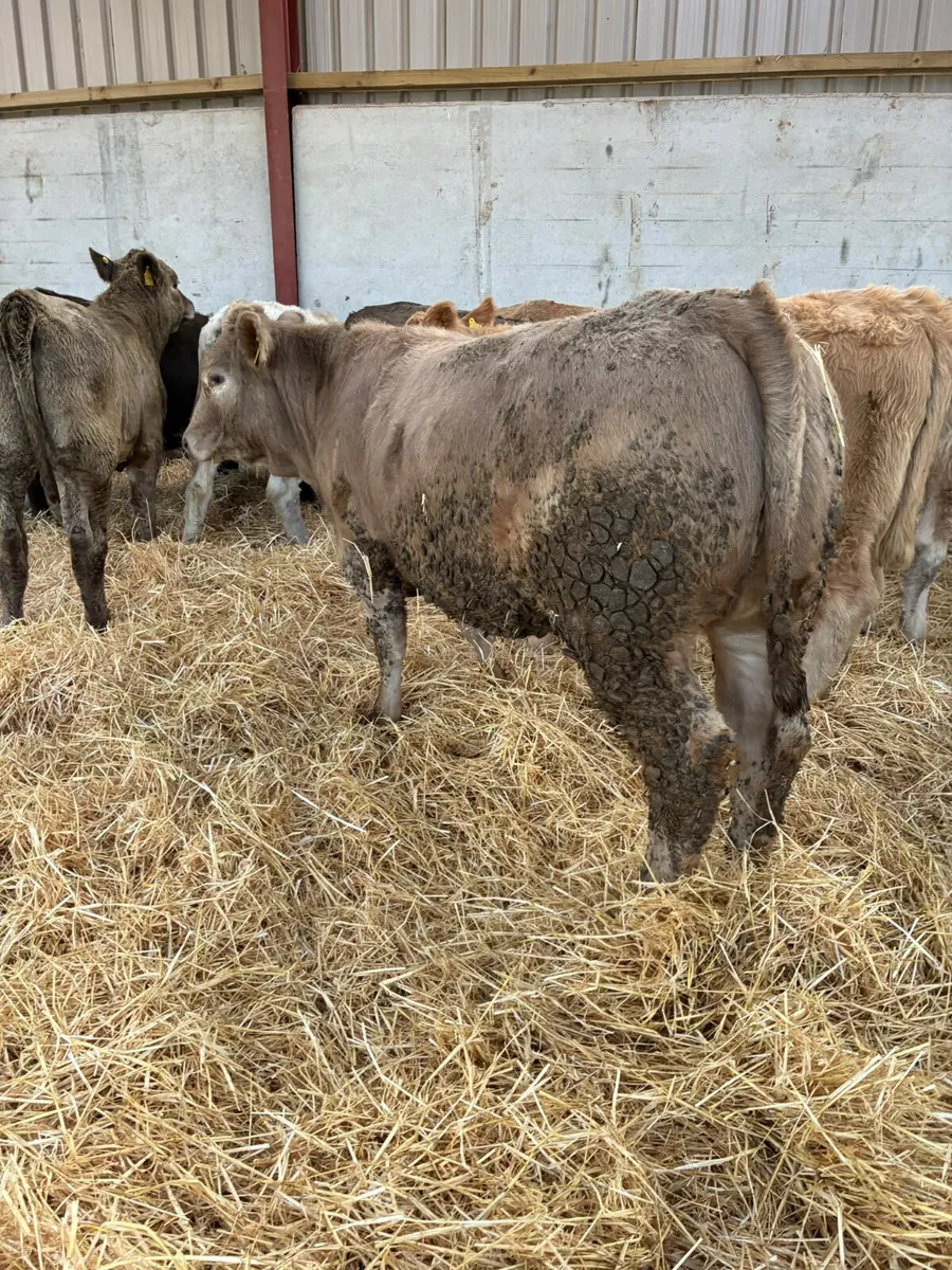 Charolais and lim heifers - Image 1
