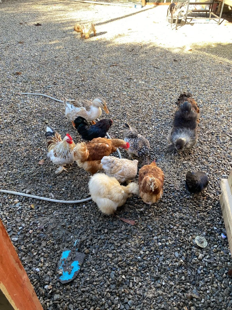 Silkie Hens and other breeds of chickens - Image 1
