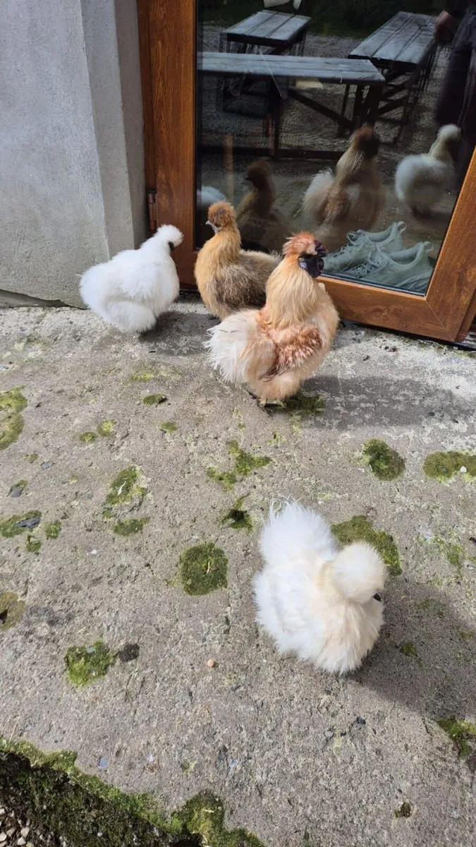 Poultry - Image 1
