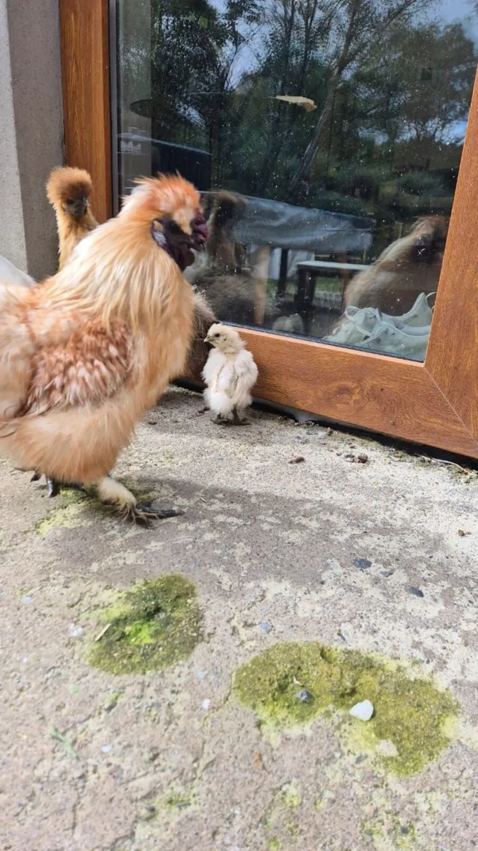 Poultry - Image 2