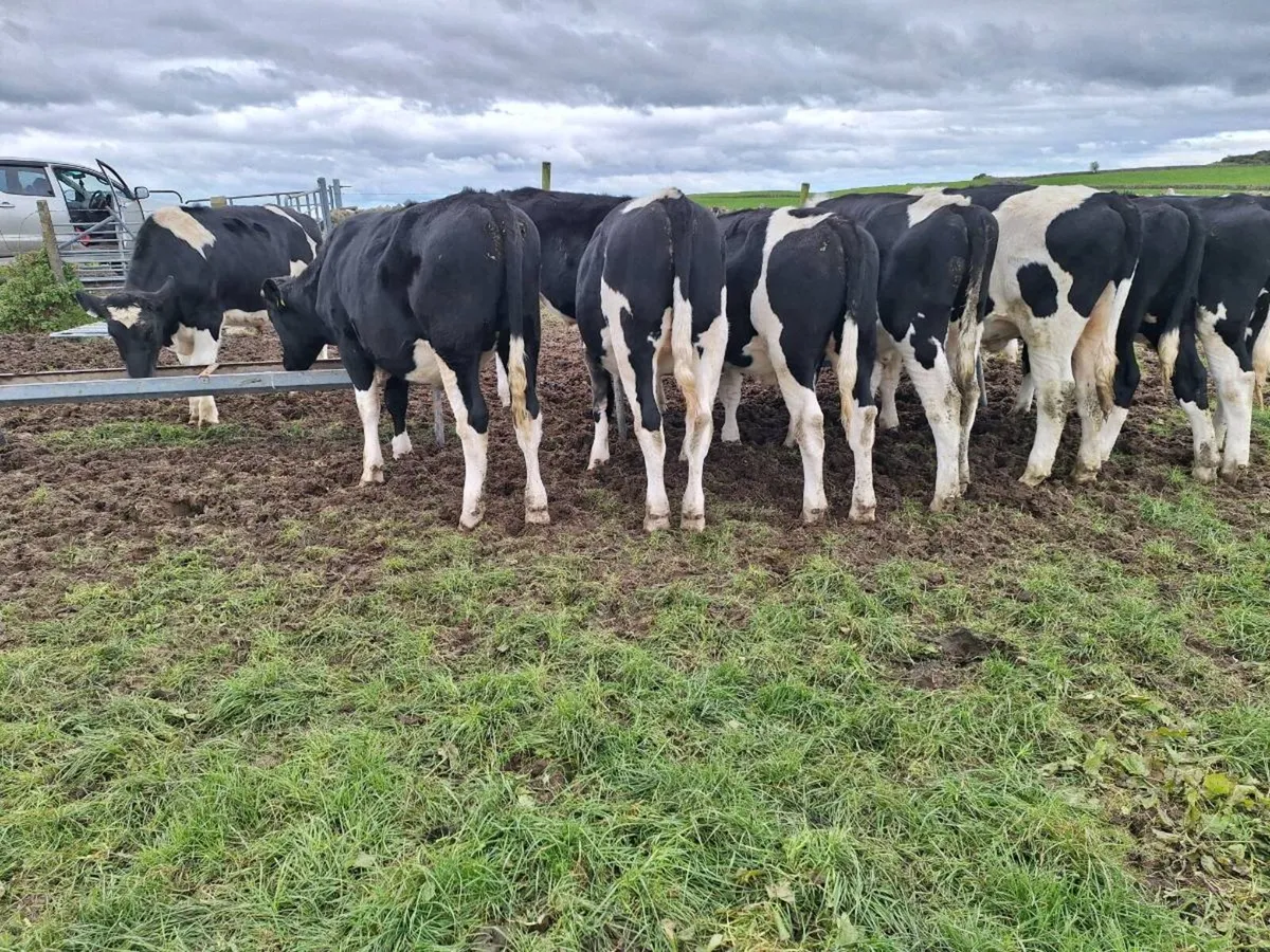 Fr bullocks - Image 2