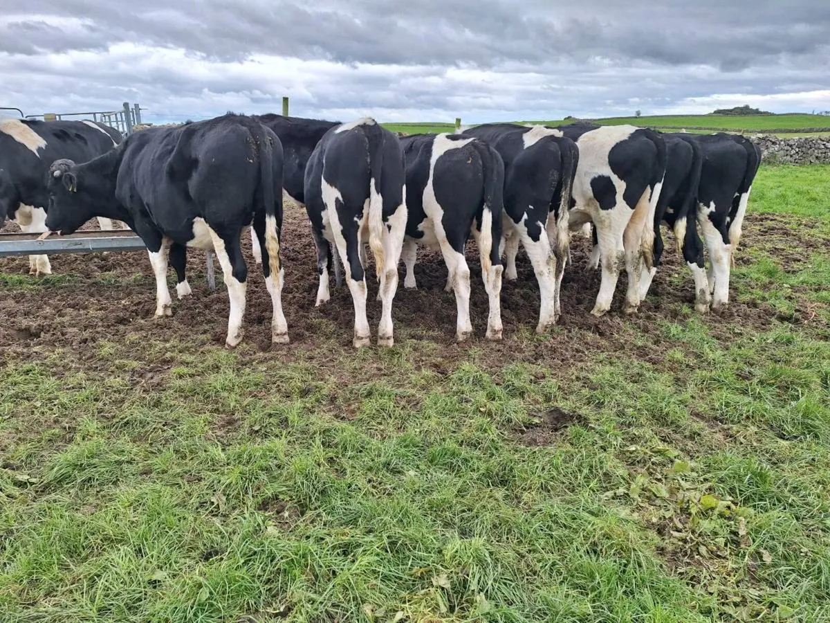 Fr bullocks - Image 3