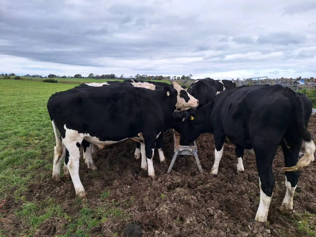 Fr bullocks - Image 4