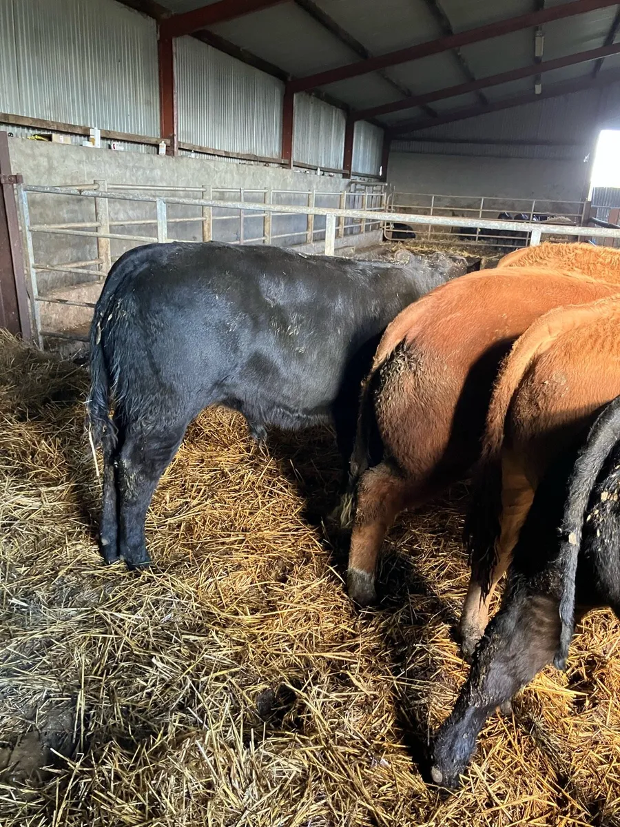 Super U grade Weanling bulls - Image 2