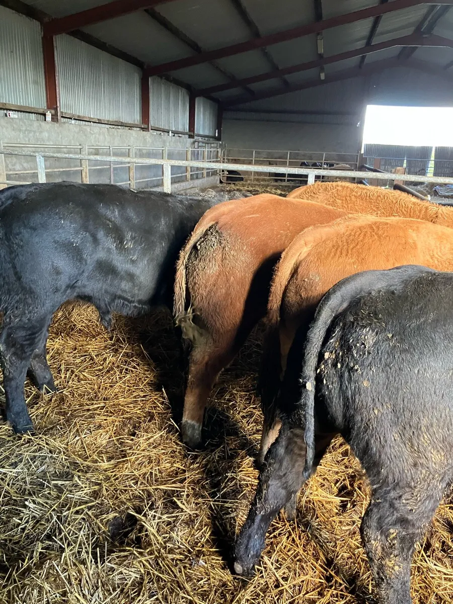 Super U grade Weanling bulls - Image 3
