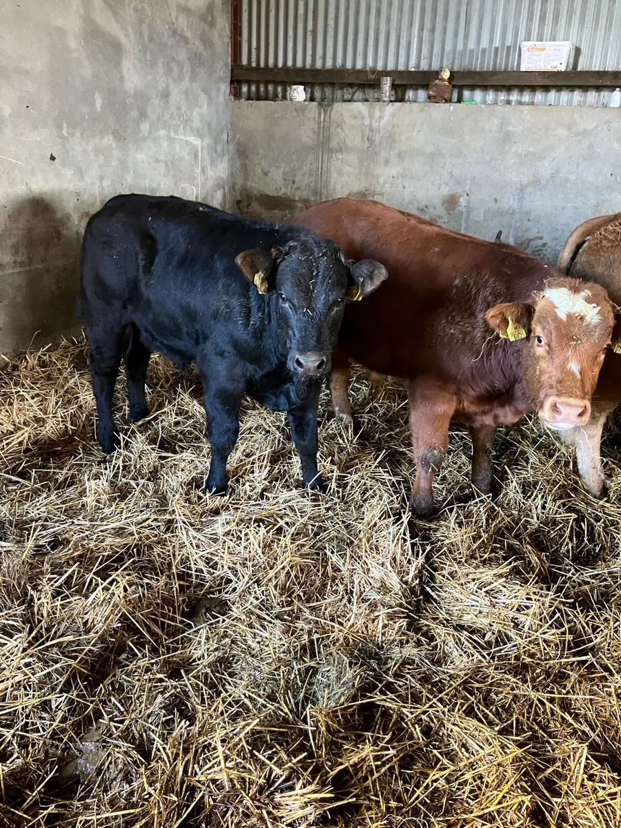 Super U grade Weanling bulls - Image 4