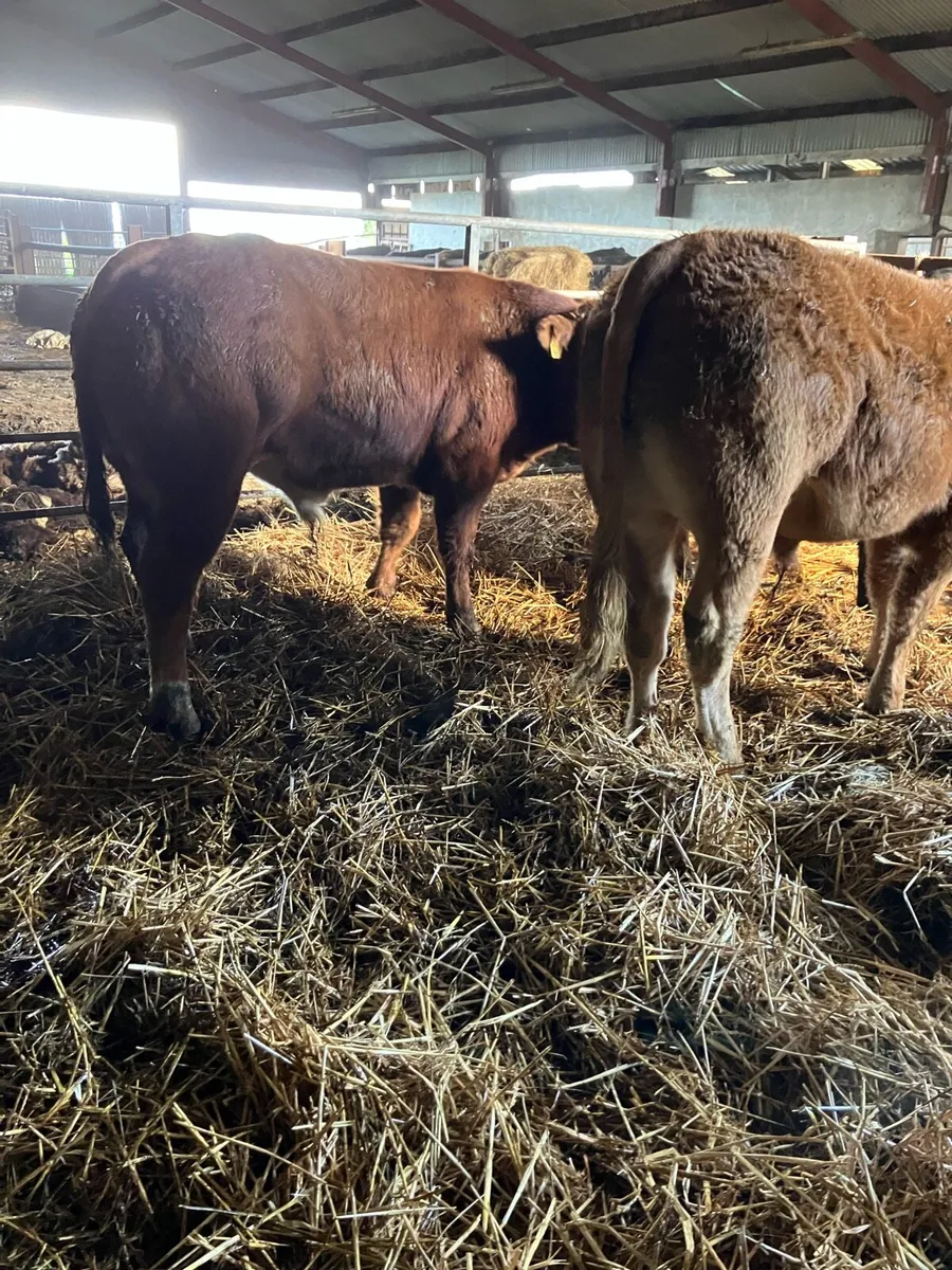 Super U grade Weanling bulls - Image 1