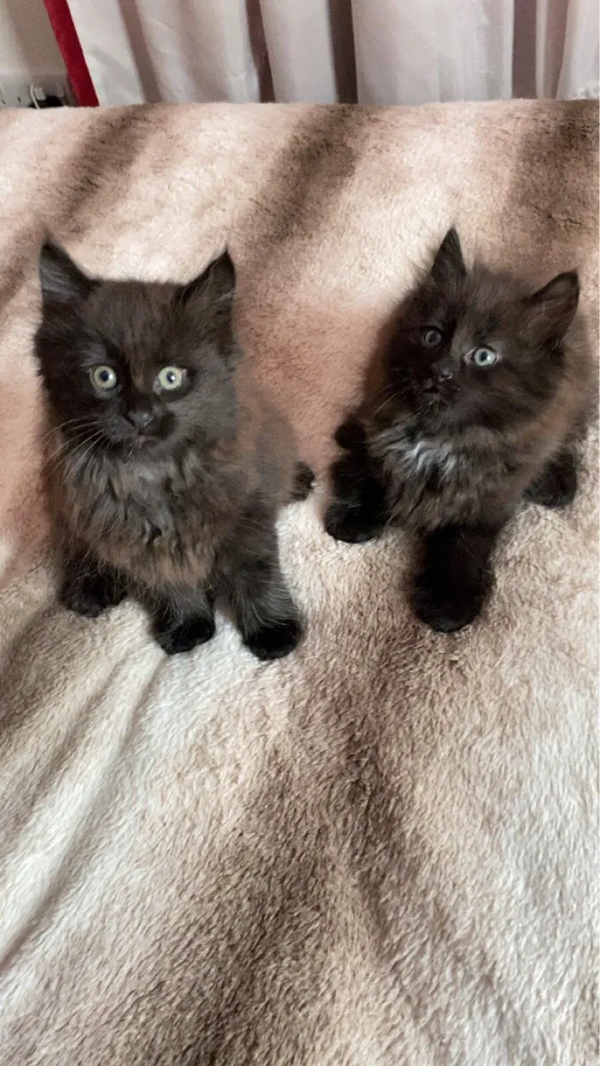 Kittens