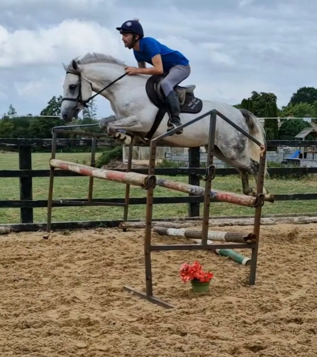 7year old gelding for Clifden sales Friday - Image 2