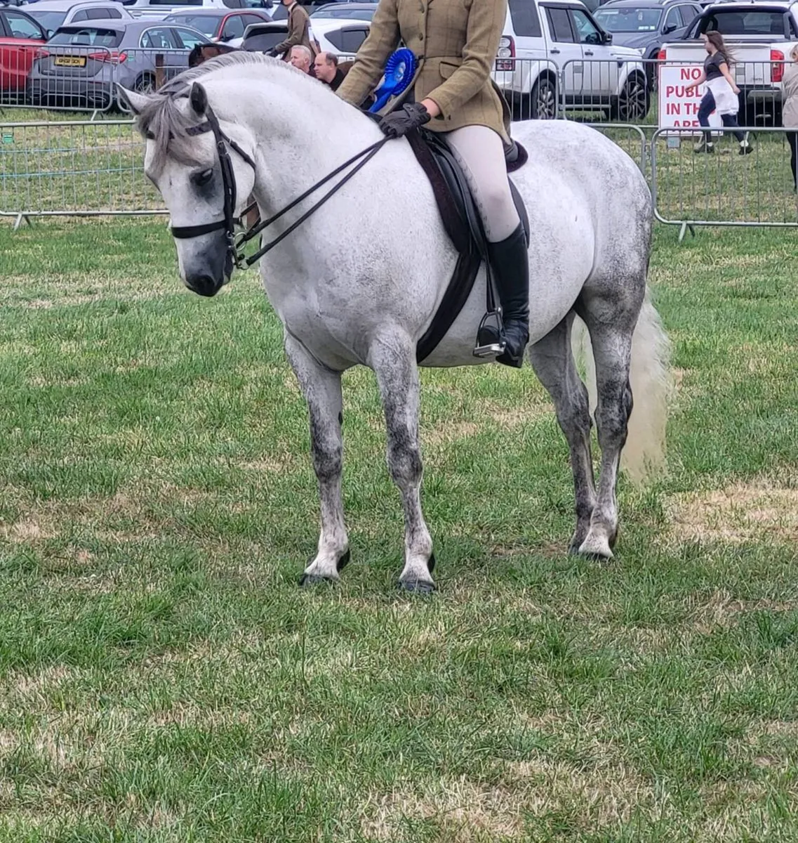 7year old gelding for Clifden sales Friday - Image 3