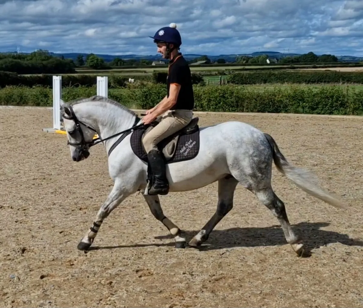 7year old gelding for Clifden sales Friday - Image 1